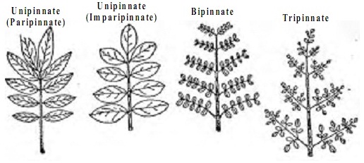 pinnately-compound-leaf-palmate-and-pinnate-compound-leaves-in-a-pinnately-compound-leaf